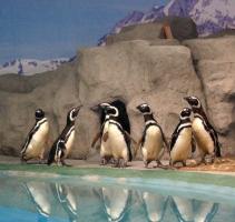 Chengdu Zoo